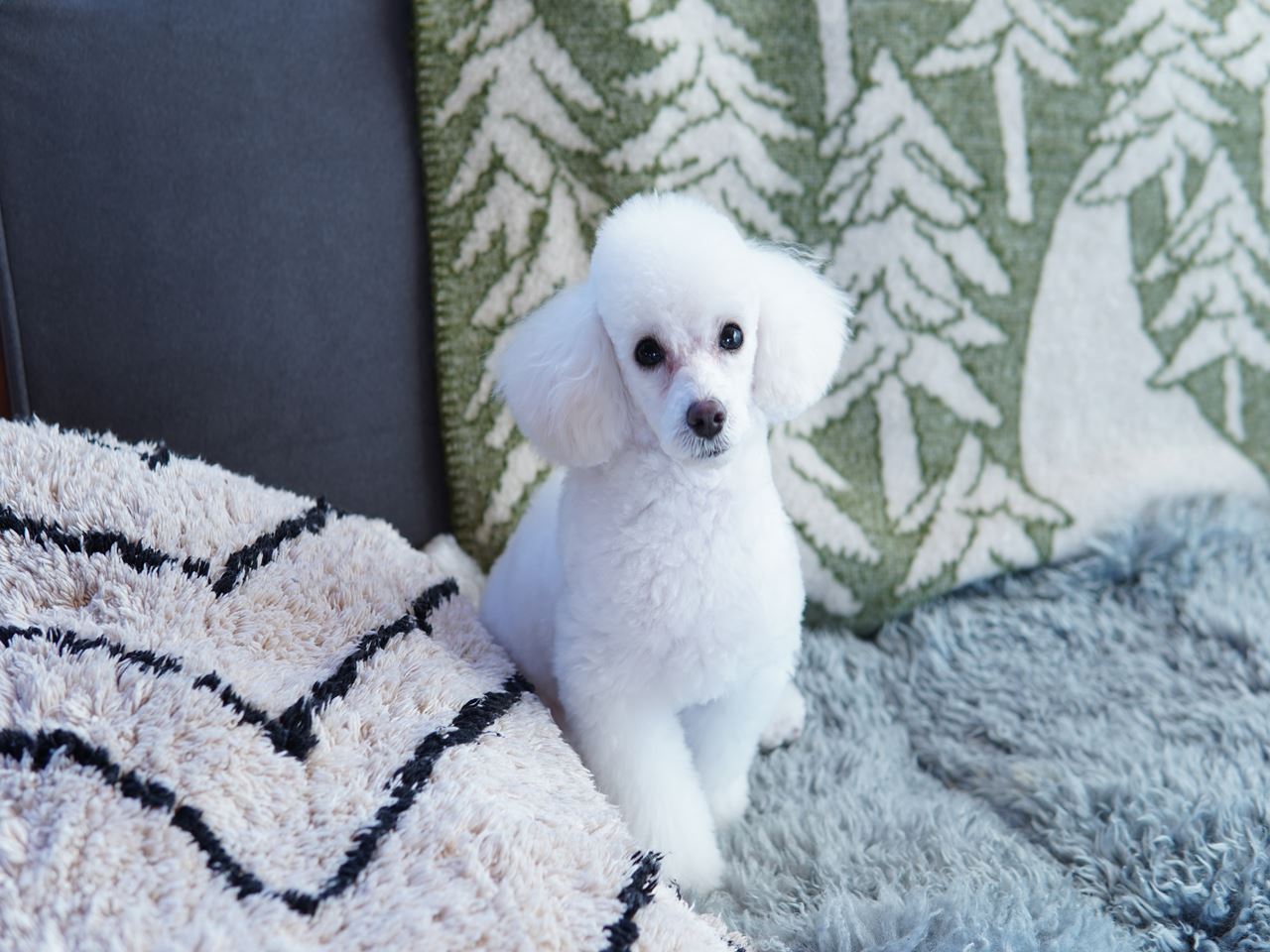 トイプードルパピー犬 くぅちゃん今日手術しました 10年後も好きな家 家時間が好きになる 家事貯金 北欧インテリア Powered By ライブドアブログ トイプードルパピー犬 くぅちゃん今日手術しました 10年後も好きな家 家時間が好きになる 家事貯金 北欧インテリア Powered By ライブドアブログ