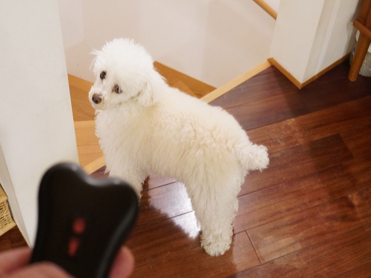 愛犬の 無駄吠え防止グッズ の効果が凄すぎた 超音波式を試してみた 10年後も好きな家 家時間が好きになる 家事貯金 北欧インテリア Powered By ライブドアブログ 愛犬の 無駄吠え防止グッズ の効果が凄すぎた 超音波式を試してみた 10年後も好きな家 家時間が好きになる 家事貯金 北欧インテリア Powered By ライブドアブログ