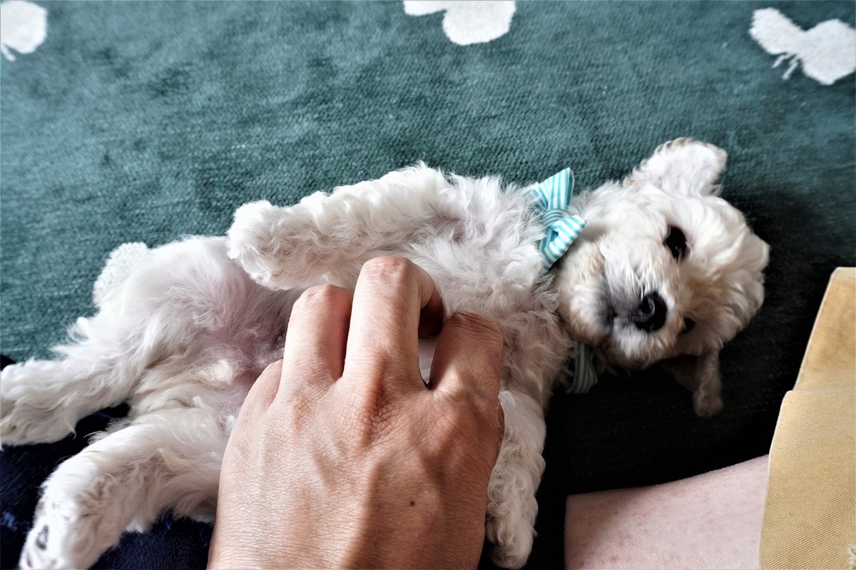 初対面パピー犬4