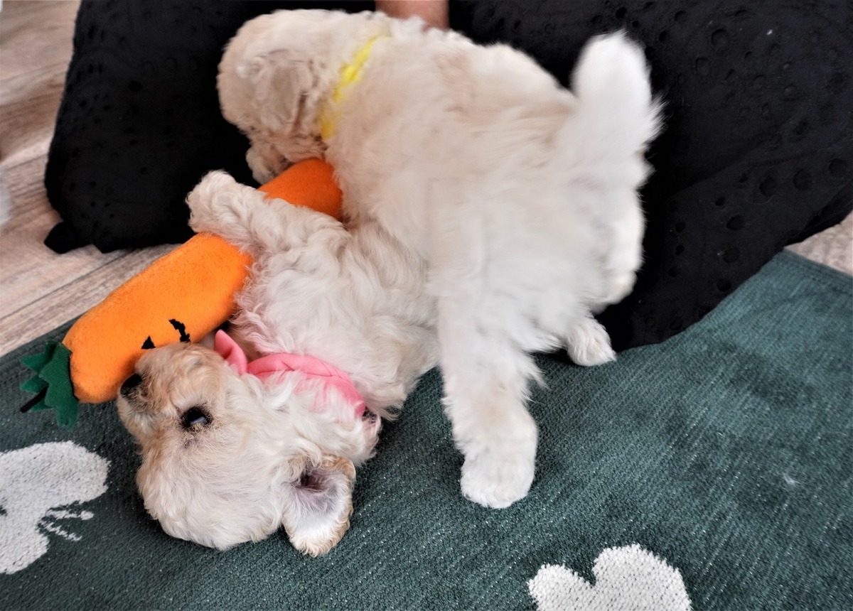 初対面パピー犬6