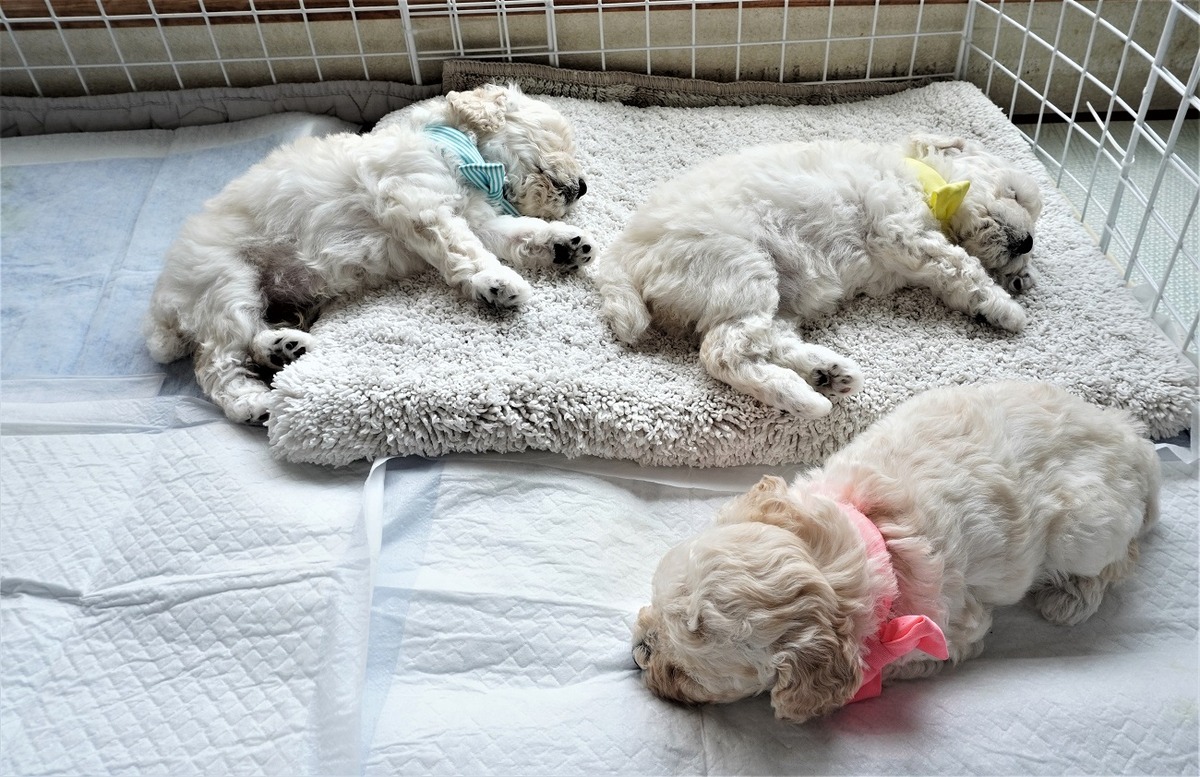 初対面パピー犬1