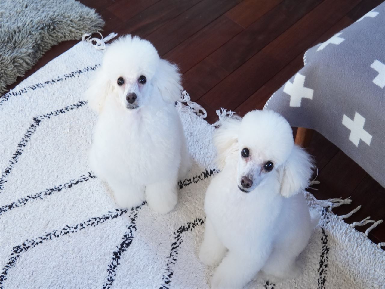 トイプードルパピー犬成長記録22 今年最後のトリミングでそっくり 10年後も好きな家 家時間が好きになる 家事貯金 北欧インテリア Powered By ライブドアブログ トイプードルパピー犬成長記録22 今年最後のトリミングでそっくり 10年後も好きな家 家時間が好きになる 家事貯金 北欧インテリア Powered By ライブドアブログ