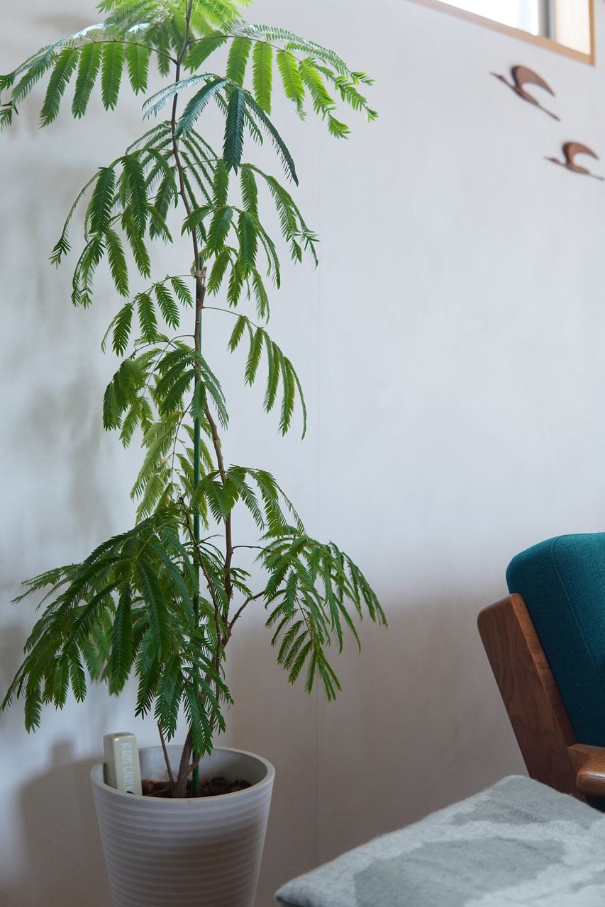 セリア 観葉植物の気になるアレをおしゃれに目隠し プチストレス解消におすすめグッズ 10年後も好きな家 家時間が好きになる 家事貯金 北欧インテリア Powered By ライブドアブログ セリア 観葉植物の気になるアレをおしゃれに目隠し プチストレス解消におすすめグッズ 10年後も好きな家 家時間が好きになる 家事貯金 北欧インテリア Powered By ライブドアブログ