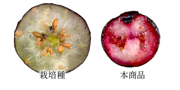 156921590_39724-1_17