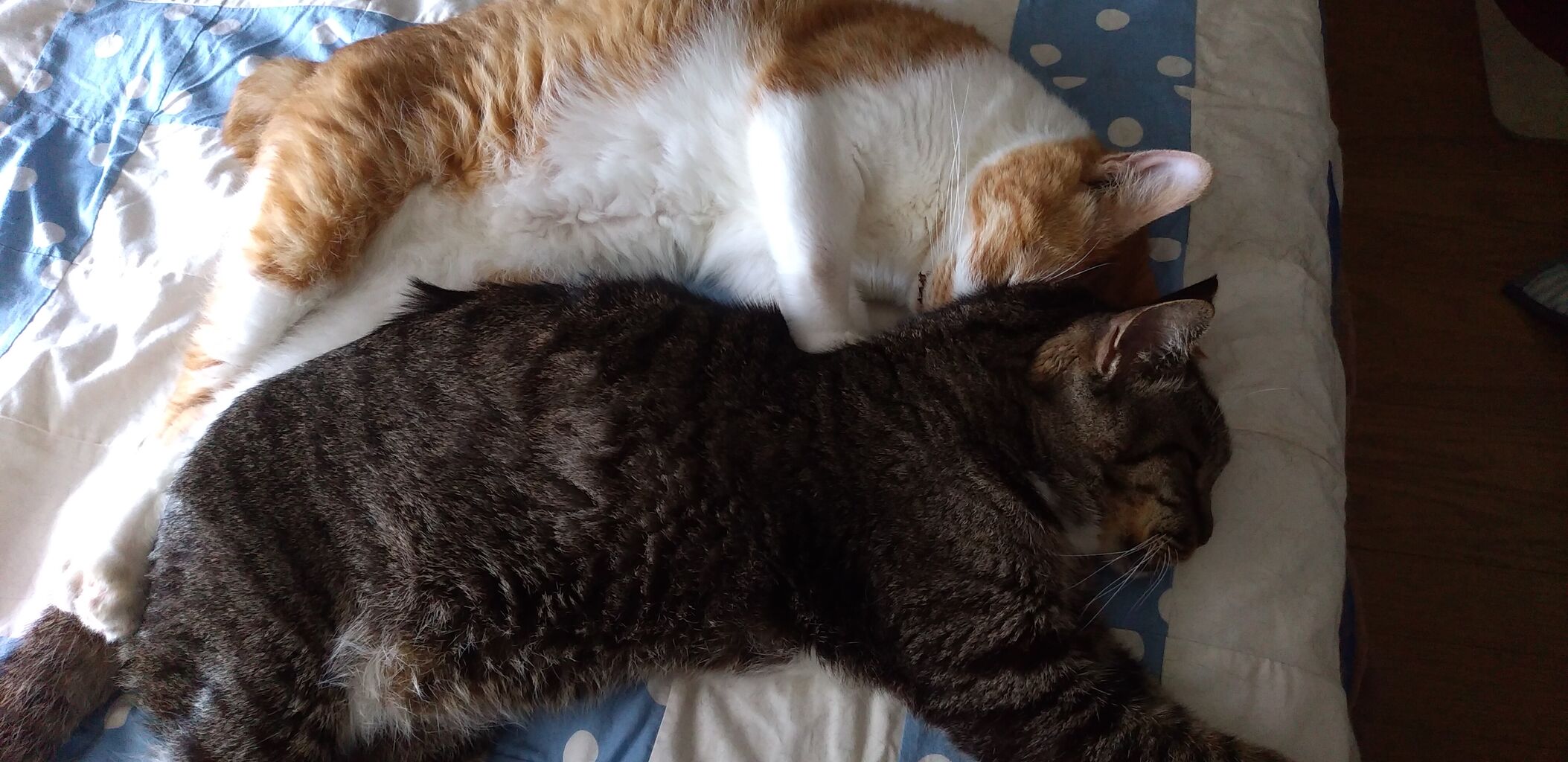 仲良し3猫 陽が射すお部屋