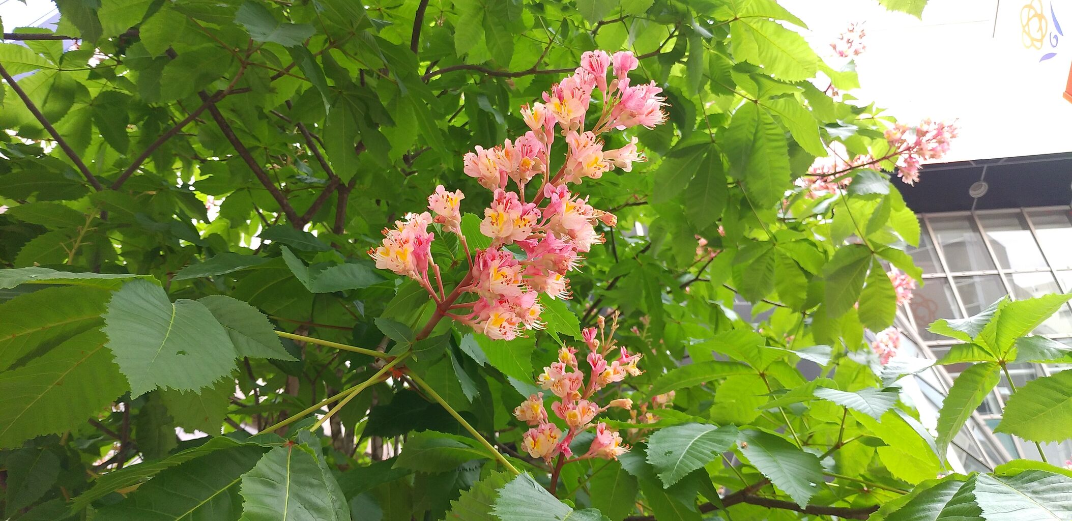 天神に季節の花 マロニエ💖 : 福岡よかとこ~一度はおいで~2