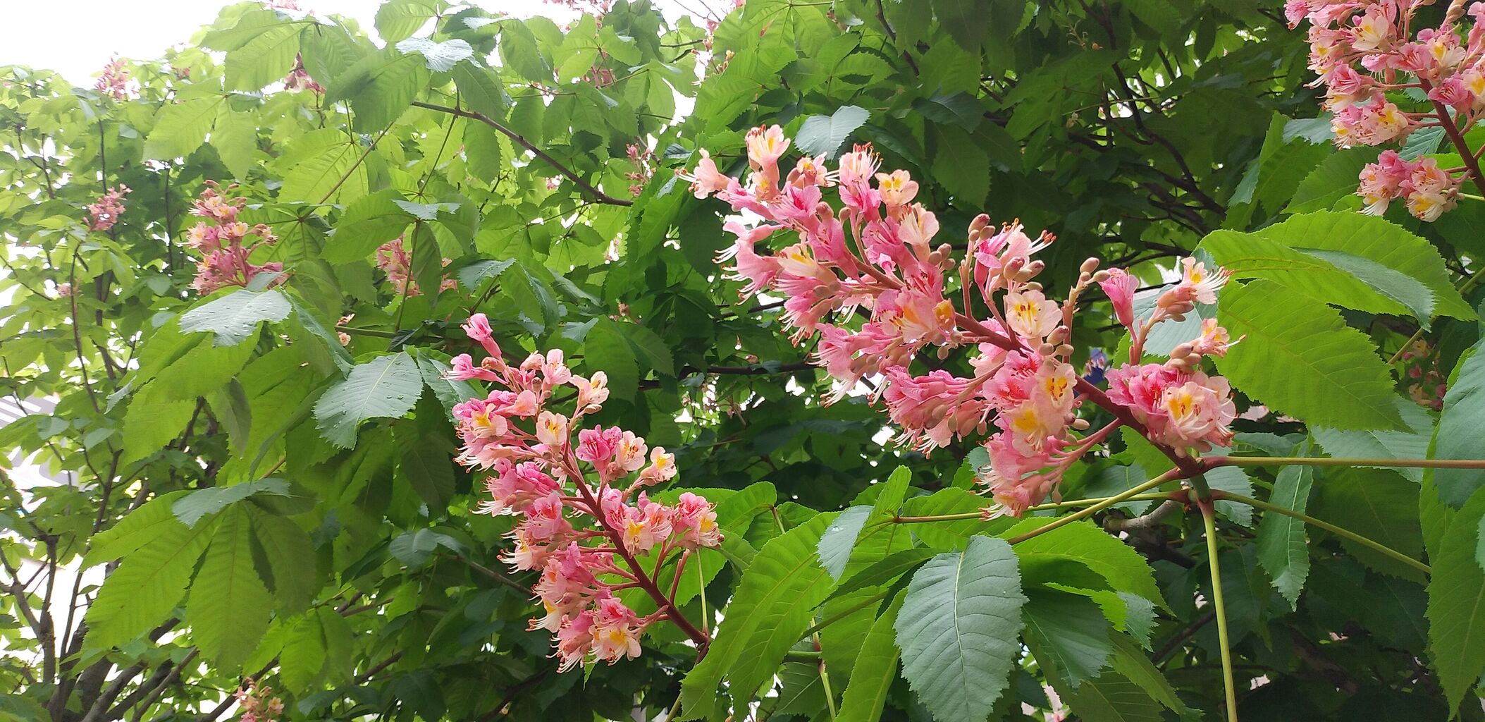 天神に季節の花 マロニエ💖 : 福岡よかとこ~一度はおいで~2