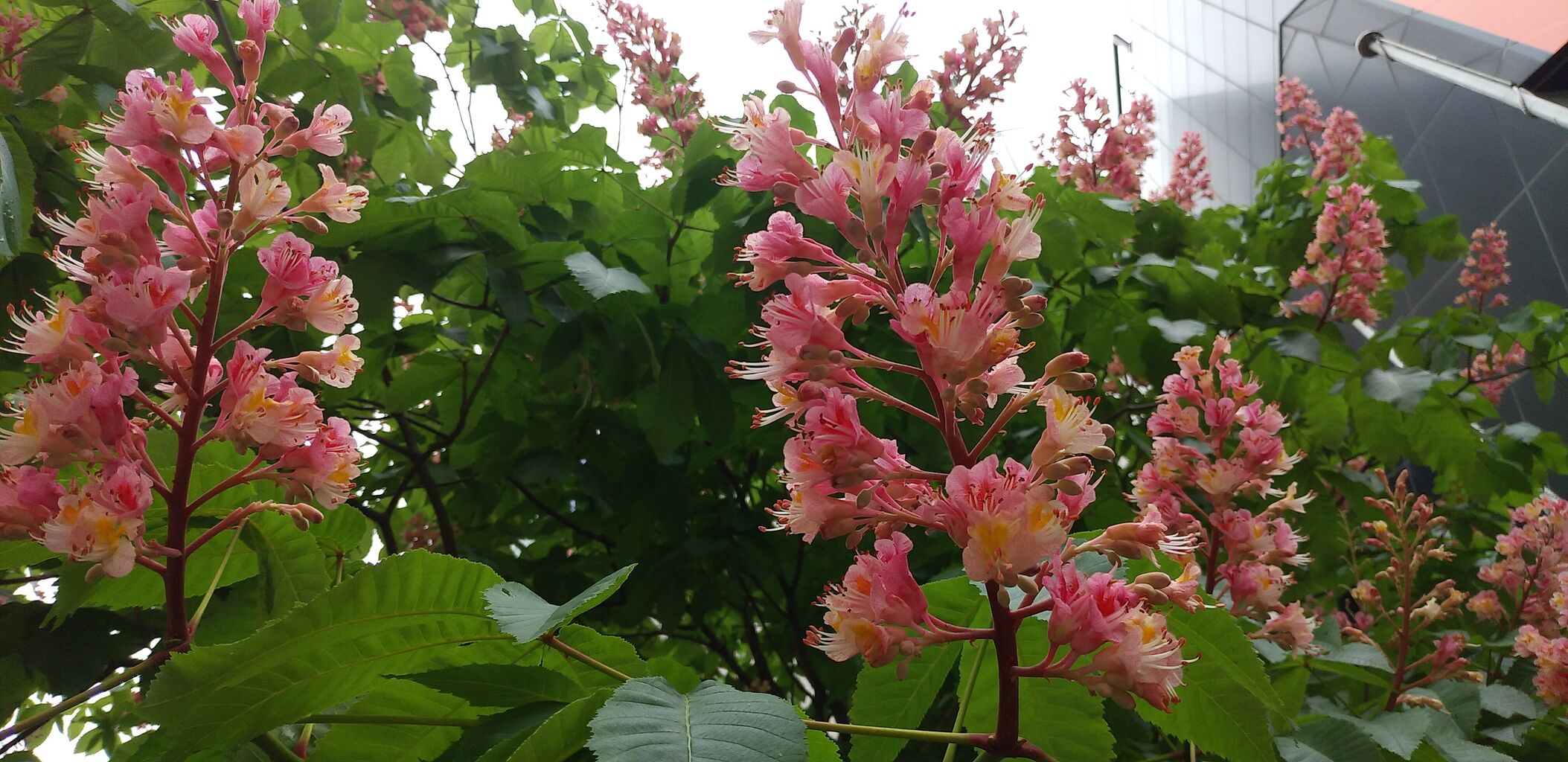 天神に季節の花 マロニエ💖 : 福岡よかとこ~一度はおいで~2