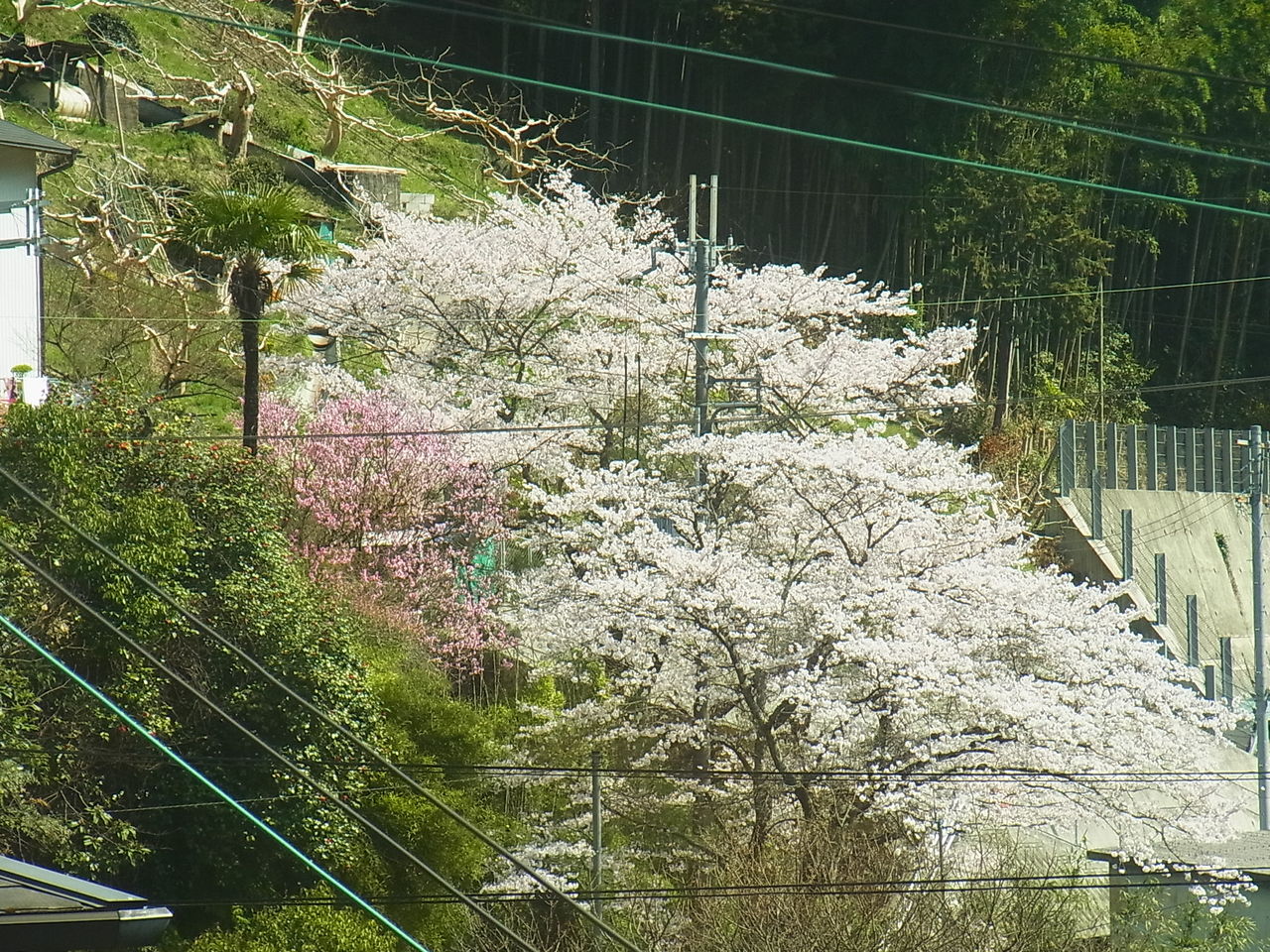 家族で春の高野山 その１ 大阪とはずがたり