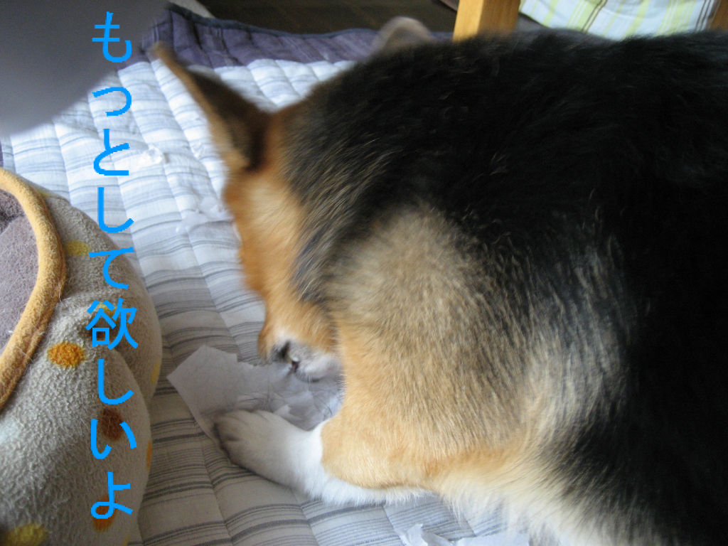 コロコロ好き犬 コーギー新喜劇