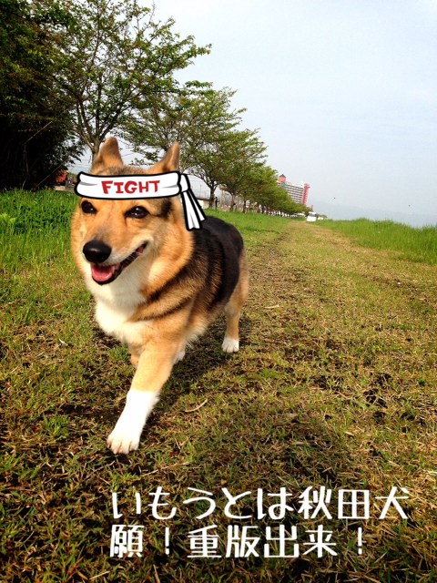いもうとは秋田犬 コーギー新喜劇 いもうとは秋田犬 コーギー新喜劇