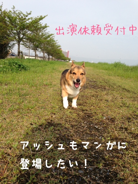 いもうとは秋田犬 コーギー新喜劇 いもうとは秋田犬 コーギー新喜劇