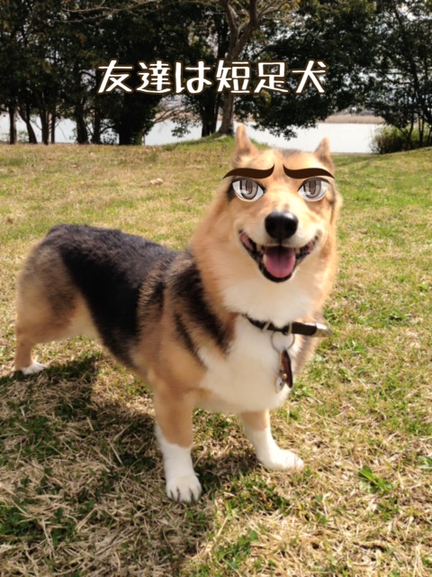 いもうとは秋田犬 コーギー新喜劇 いもうとは秋田犬 コーギー新喜劇