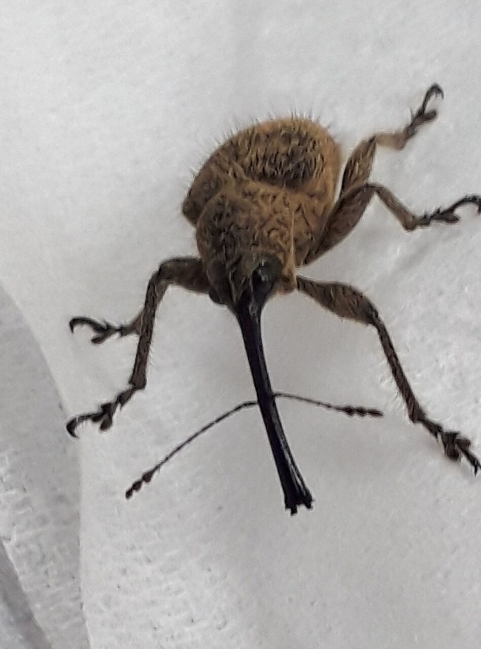 チョキチョキ ハイイロチョッキリ ミラクル 足柄ふれあいの村ブログ