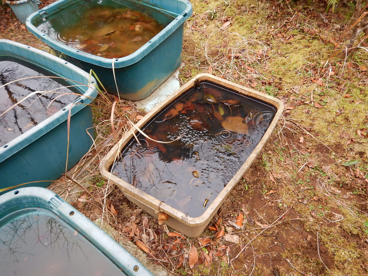 春を待つ水の中 ゼリー状の物体の正体は 足柄ふれあいの村ブログ 春を待つ水の中 ゼリー状の物体の正体は 足柄ふれあいの村ブログ