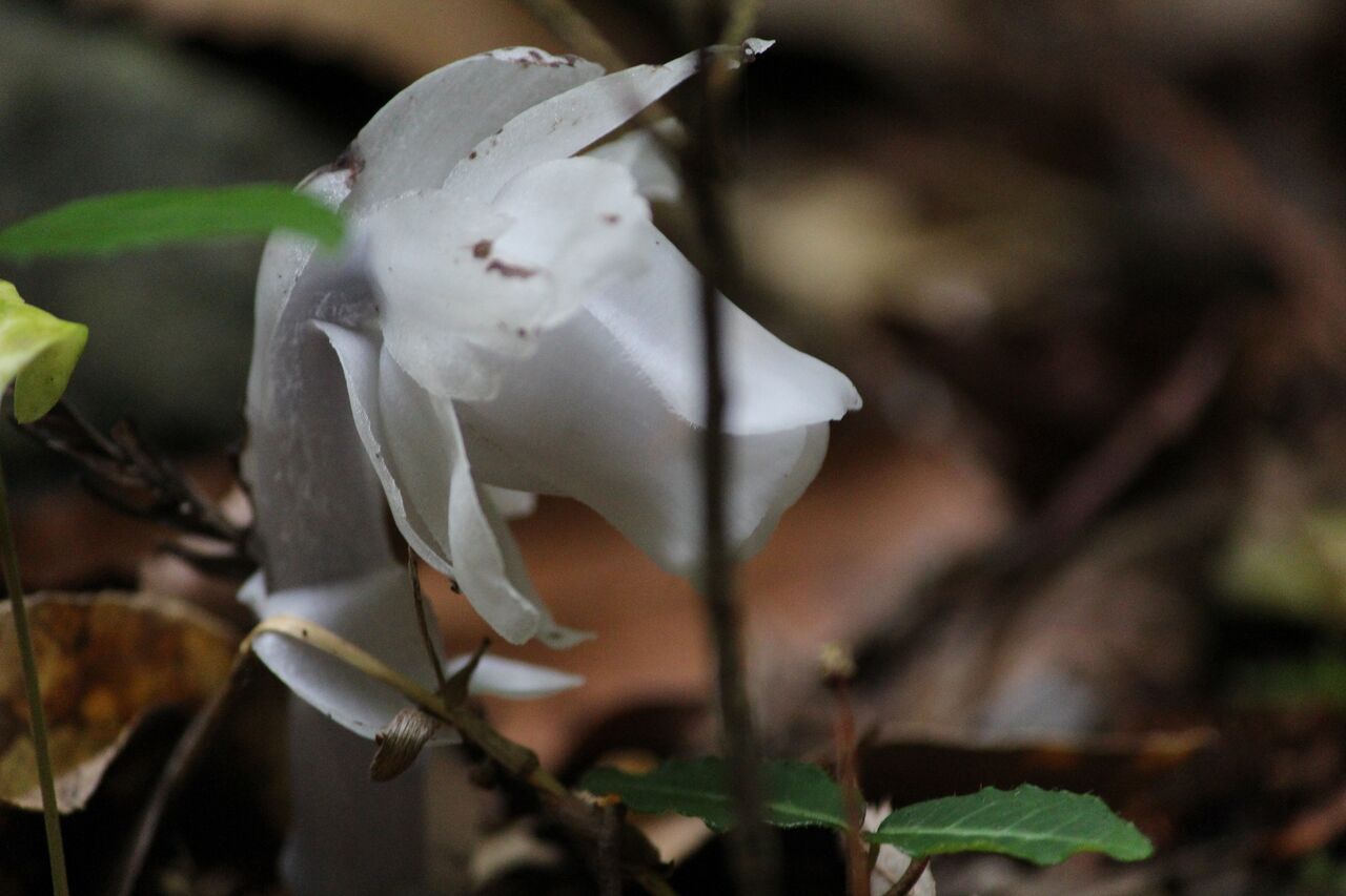 不思議な姿の花 足柄ふれあいの村ブログ