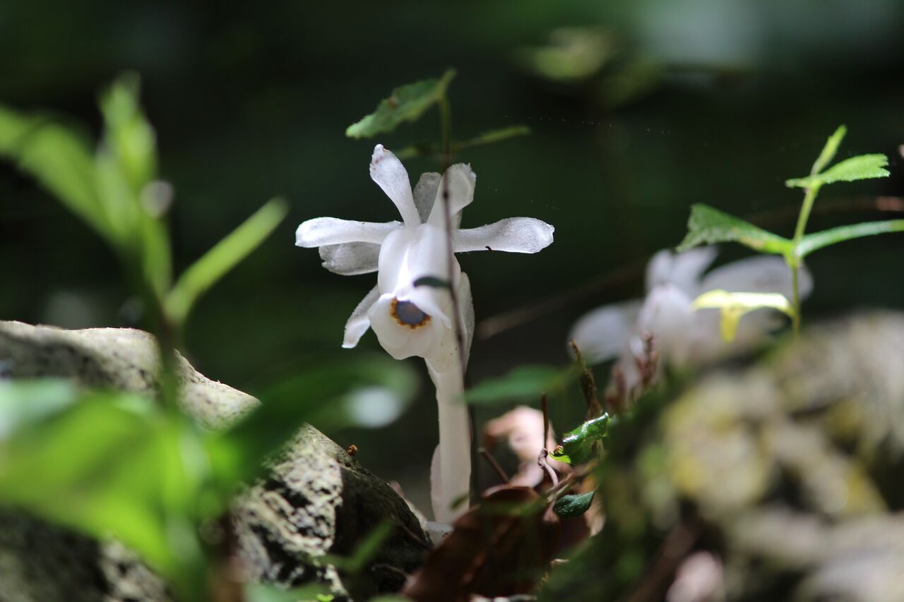 不思議な姿の花 足柄ふれあいの村ブログ