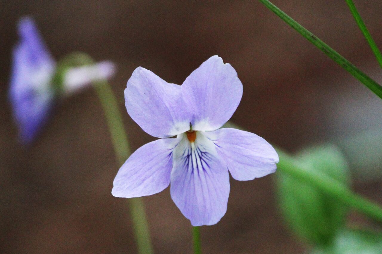 ネクターガイド 足柄ふれあいの村ブログ