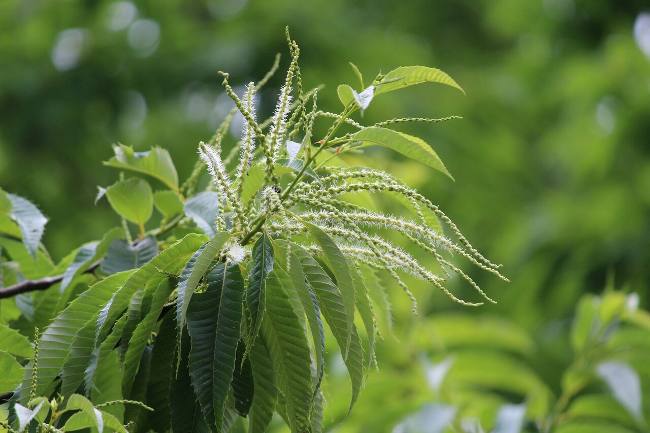 植物の変化は面白い 足柄ふれあいの村ブログ