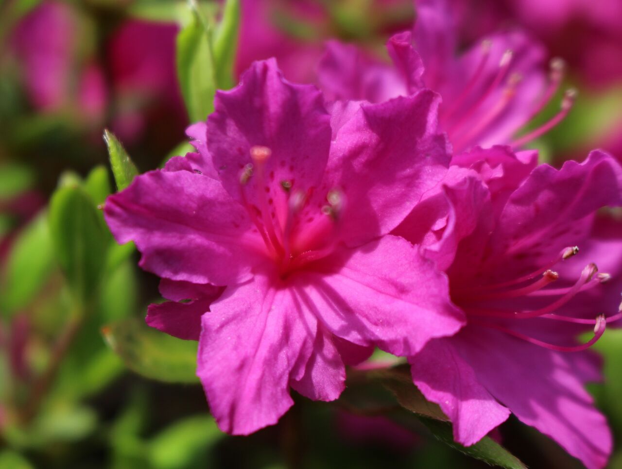 ネクターガイド 足柄ふれあいの村ブログ