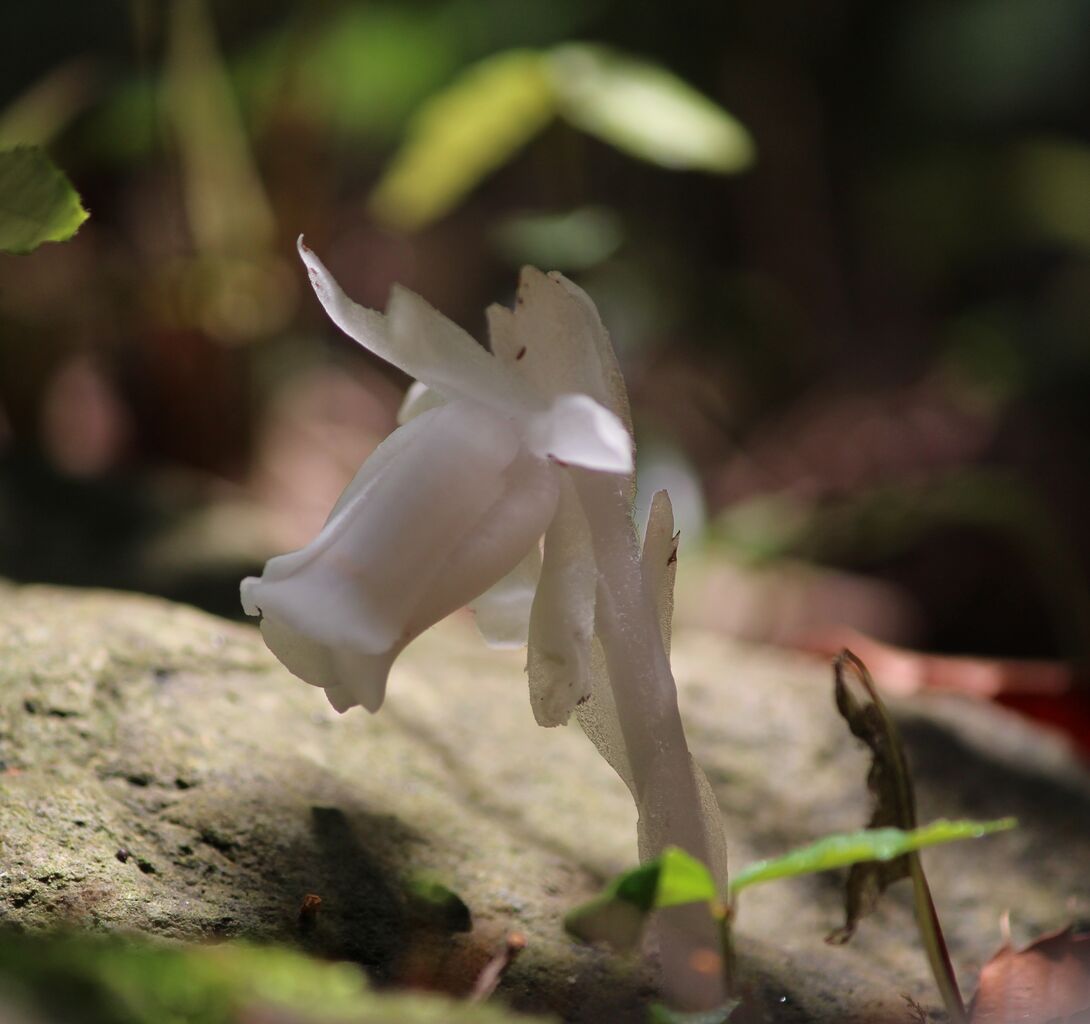不思議な姿の花 足柄ふれあいの村ブログ