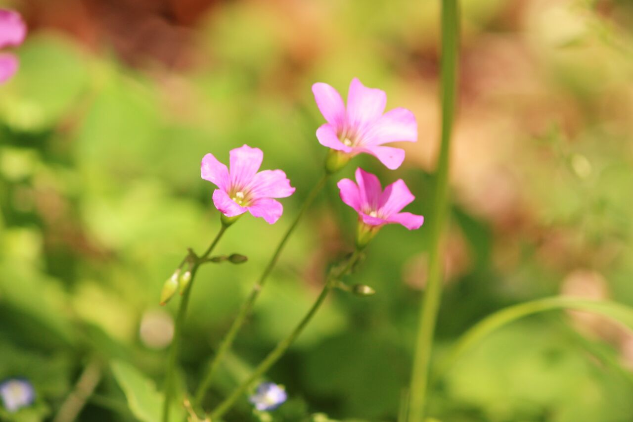 4月3日 日 ストロー工作をします 足柄ふれあいの村ブログ 4月3日 日 ストロー工作をします 足柄ふれあいの村ブログ