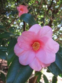 ツバキた太郎冠者-花057