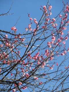 ウメお大湊-花59