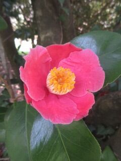 ツバキG120205-花030