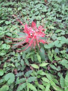 ヒガンバナ-花070