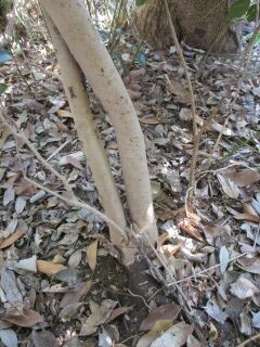 ツバキF100209-幹01