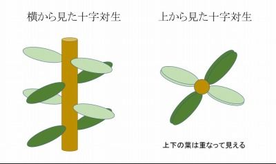 十字対生の葉の配置を変えるもの 好奇心の植物観察