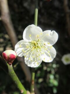 ウメほ芳流閣-花39