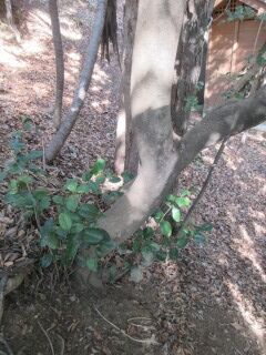 ツバキF100503d-pj03