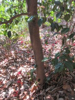 ツバキF130203-pj01