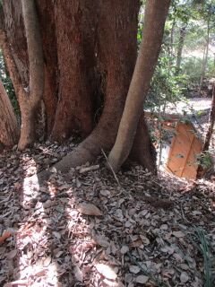 ツバキF100305-幹01