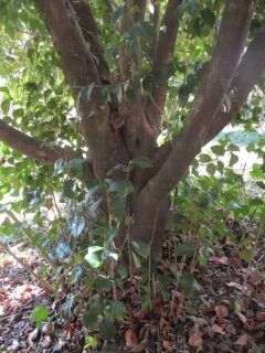 ツバキG120205-幹009