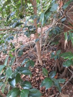 ツバキF130106a-pj02