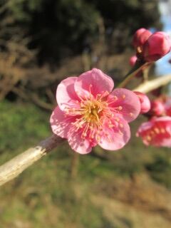 ウメも守の関-花072