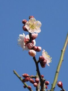ウメは花香実-花005