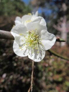 ウメほ芳流閣-花034