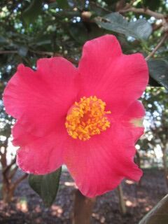 ツバキに日本の誉-花047