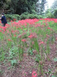ヒガンバナ-花期混在009