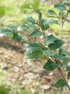 老いると丸くなるヒイラギ 好奇心の植物観察