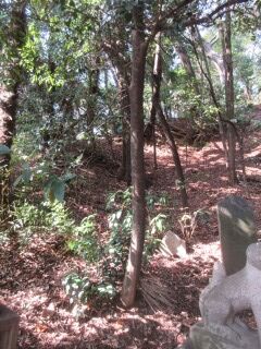 ツバキF100604-pj01