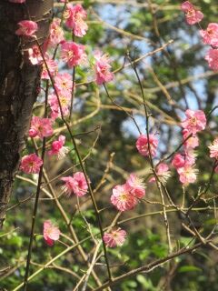 ウメお大湊-花064