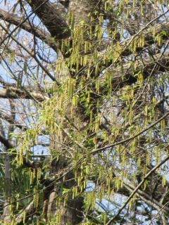 イヌシデの花の色 好奇心の植物観察 イヌシデの花の色 好奇心の植物観察