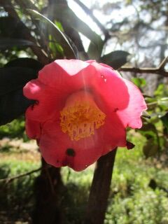 ツバキF100503c-01