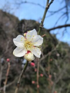 ウメす酔月-花077