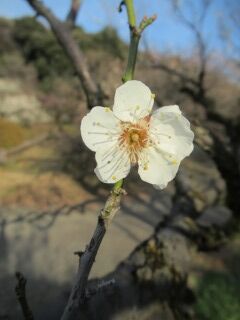 ウメこ甲州最少-花56